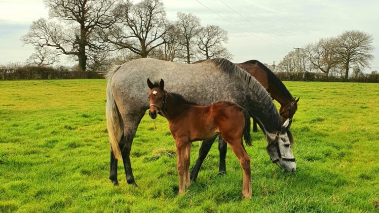 Alne Park Stud's Dink filly out of Authorized Pursuit