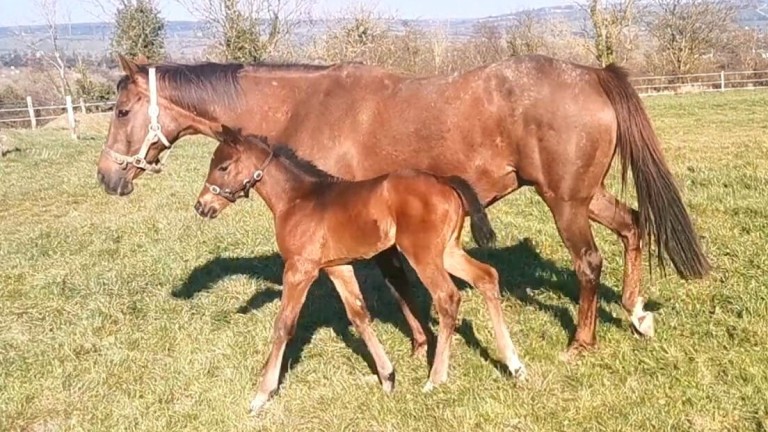 Highfield Cottage Stables' Calyx filly
