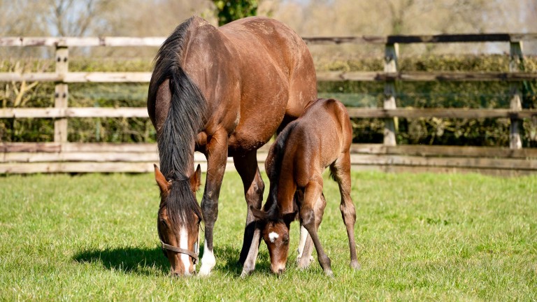 Coolmore's day old Wootton Bassett filly out of Cheveley Park Stakes heroine Clemmie, a full-sister to Churchill