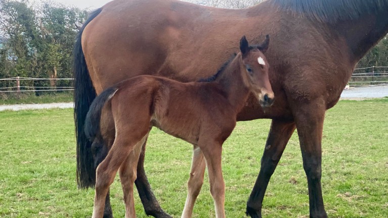 Alice Fitzgerald's Calyx colt out of a maiden mare