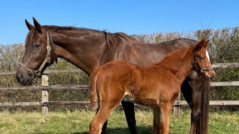 Cheveley Park Stud's Ice Palace, a Listed-winning daughter of Polar Falcon, and her filly foal by Ulysses