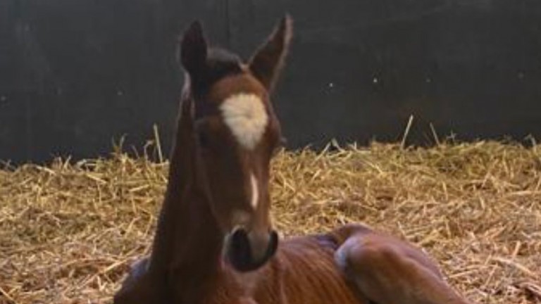 Michelle Morris' Churchill colt out of black type mare Tiptree