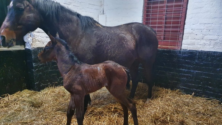 James & Jean Potter Ltd's Pether's Moon filly out of Uppermost