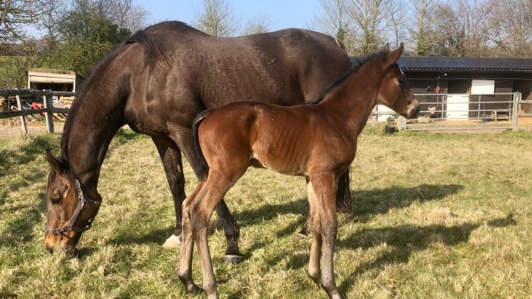 Tim Cooper's Mohaather filly out of Thankful