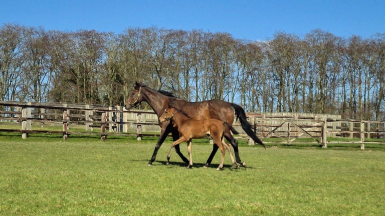Lanwades Stud's Study Of Man filly out of Group 3 winner Songerie