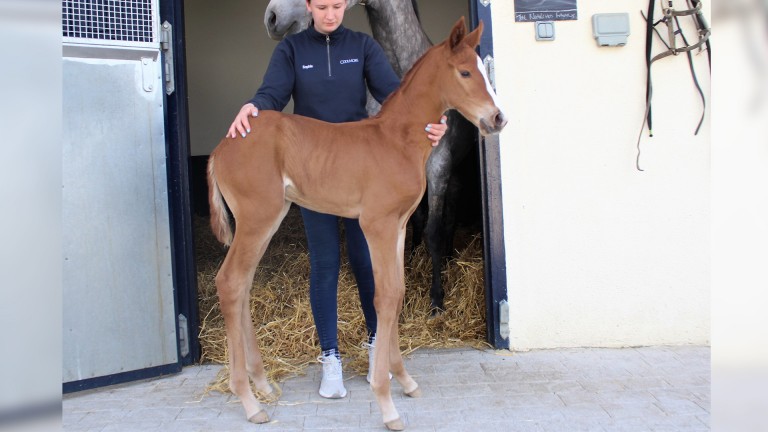 This filly from the first crop of triple Group 1-winning miler Circus Maximus is out of horse of the year Alpha Centauri and owned by the Niarchos family - she is pictured at two days old