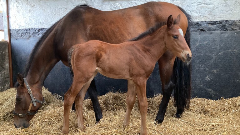Brent and Fiona Williams of Wern Ucha Farm are delighted with their "strong and confident" Land Force colt foal out of Vespasia, pictured here at 12 days old