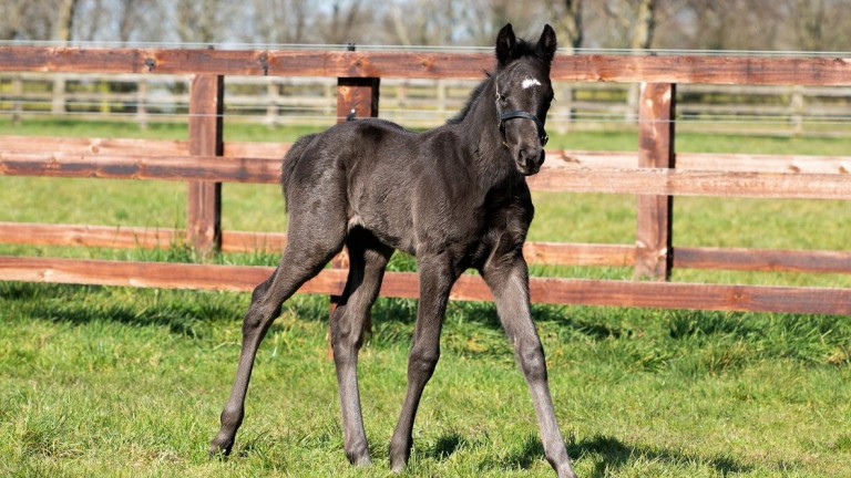 Coolmore's Wootton Bassett filly out of E.P Taylor Stakes winner Curvy