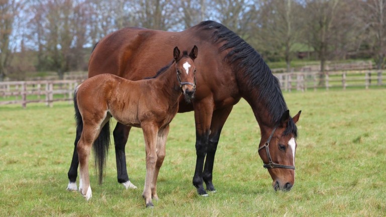 Juddmonte's Frankel filly out of Present Tense, a winning Bated Breath half-sister to Kingman