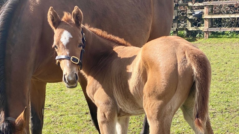 Maxine Franklin's Haafhd filly out of Montjeu mare Cushat Law