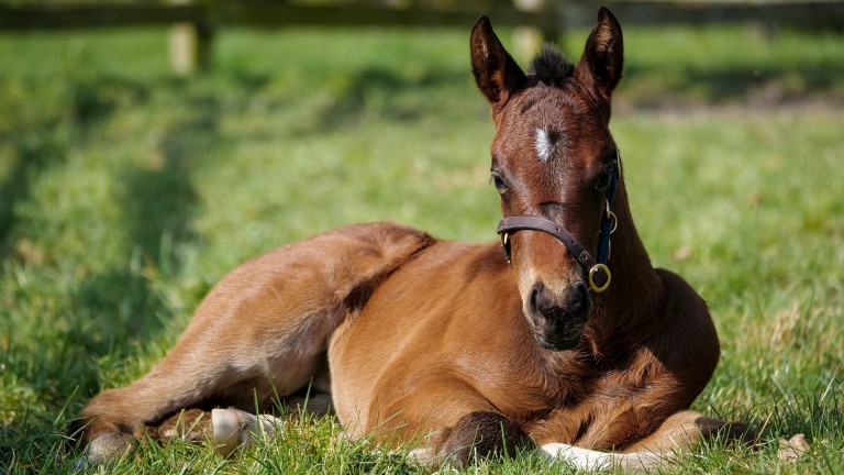 Frankel's filly out of So Mi Dar is from a famous Lloyd Webber line