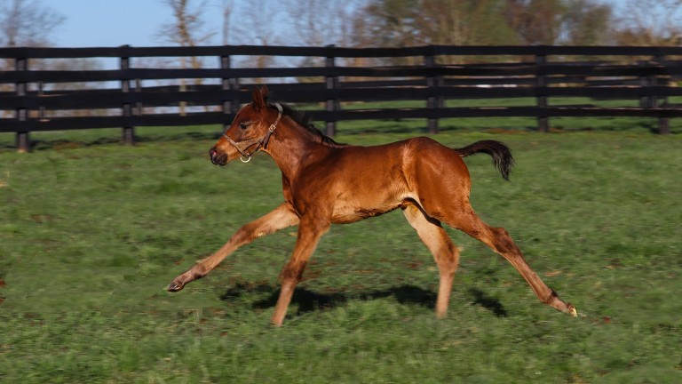 Glennwood's Without Parole colt out of Don’t Cry For Me
