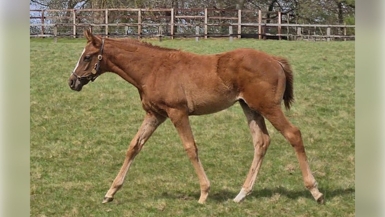 This quality filly bred by Kirsten Rausing from the first crop of Circus Maximus is out of the Group 3 Oh So Sharp Stakes runner-up Alamode, from the immediate family of Alborada