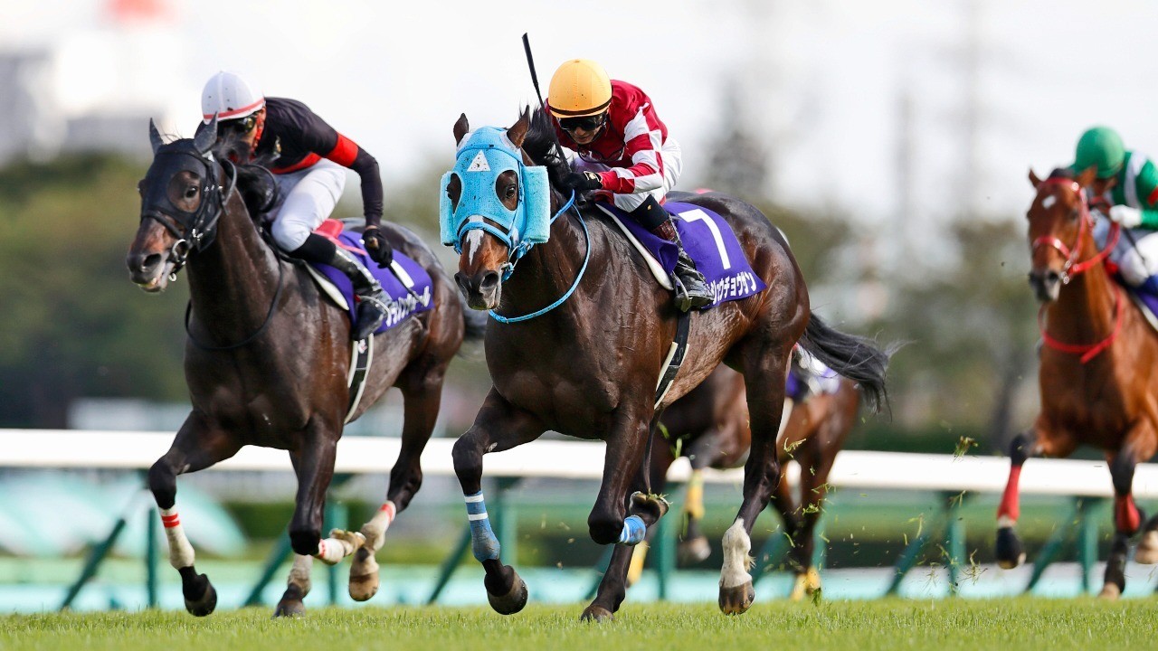 Nakayama grand jump betting tips insider forex secrets pdf to word