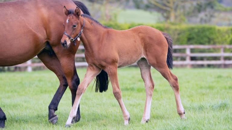 Ana O'Brien's Arizona filly out of of an unraced daughter of Cheshire Oaks winner and Epsom Oaks runner-up Dance A Dream