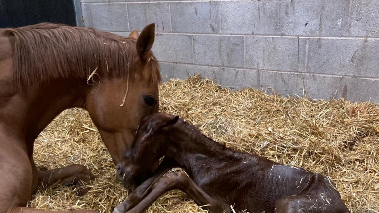 Beswick Brothers Bloodstock's Frammassone colt out of Ashapurna