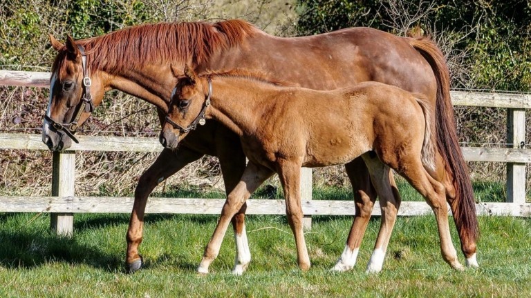 Watership Down Stud's Lope De Vega colt out of dual Group winner Royal Intervention