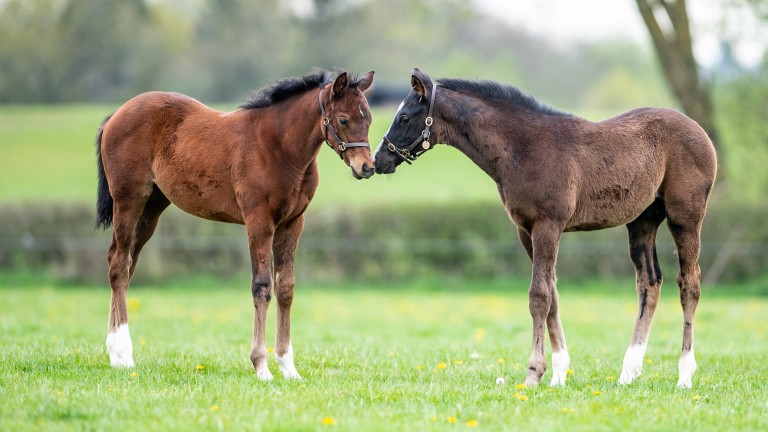 A pair of Kameko foals out of stakes-placed and winning two-year-old sprinters at Tweenhills