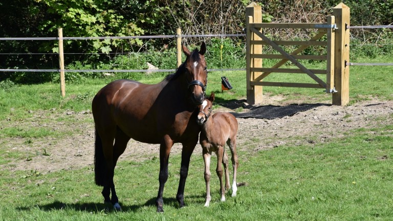 Ellie Brownlow's Hunting Horn filly out of Pull Like a Dog