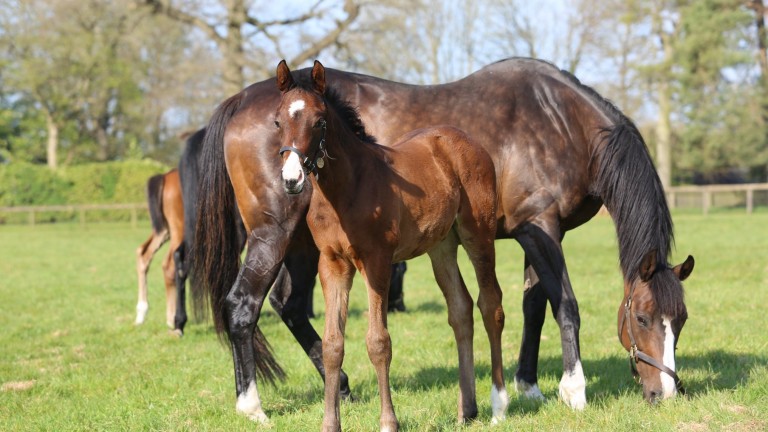 Juddmonte's Expert Eye colt out of Photographic, a winning daughter of Cheveley Park Stakes winner Prophecy and the dam of Group 3 scorer Shutter Speed