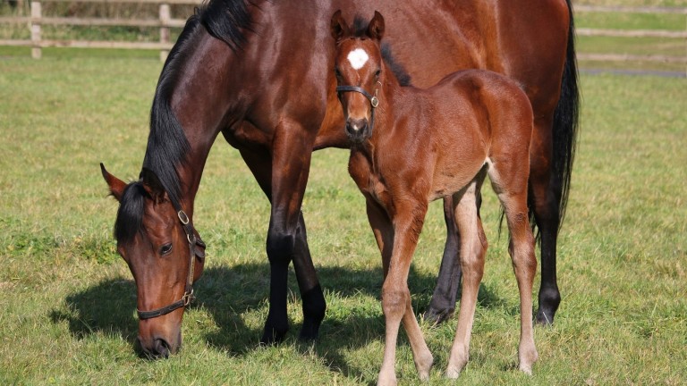 The Aga Khan Studs' Kingman filly out of the Group-placed Siyouni mare Etneya
