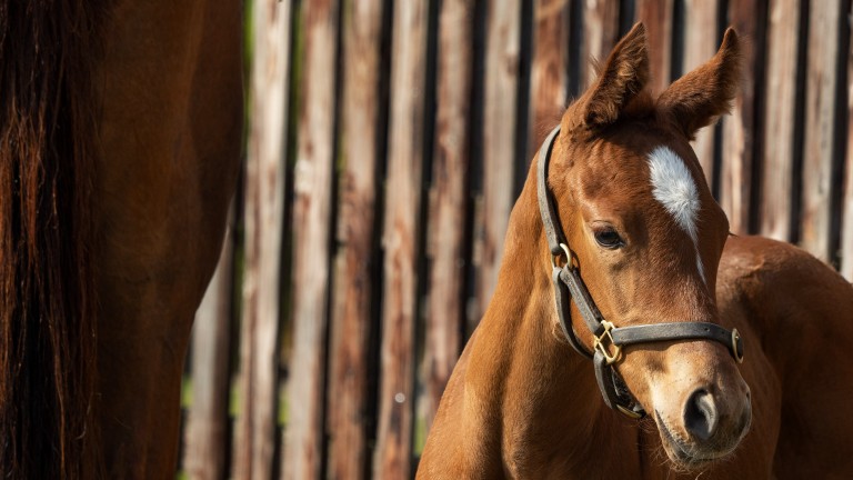 Darley's filly from the first crop of Earthlight at Dalham Hall Stud