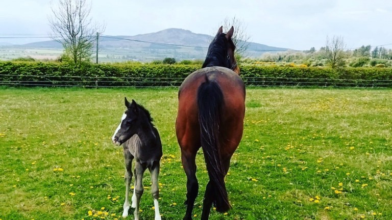 Calluna House Stud's Vadamos colt out of Lucy Cave