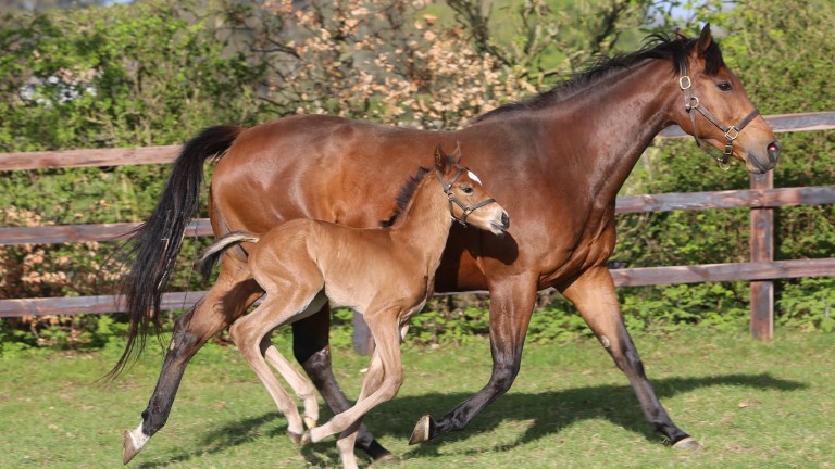 Juddmonte's Frankel filly out of Pivotal mare Quail
