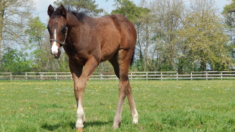 Byerley Stud's Havana Gold colt from the Juddmonte family of Interval and Short Pause