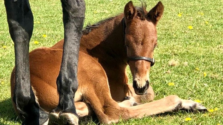 Sally Aston's Nathaniel colt out of Whoops A Daisy