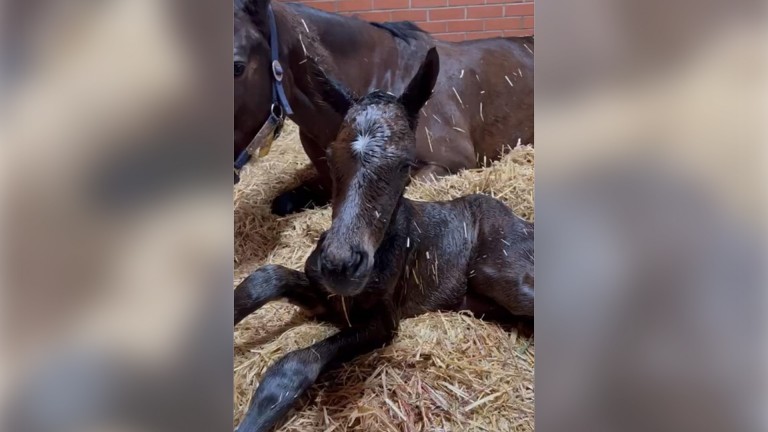 Meena Tipson's Destino filly out of a black type winning mare