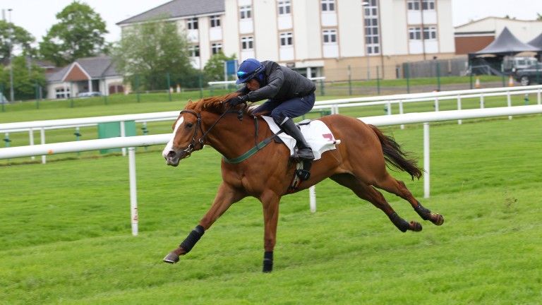 Malvath struts her stuff at the Arqana Breeze-Up Sale held in Doncaster last May - the filly is now a dual Group winner