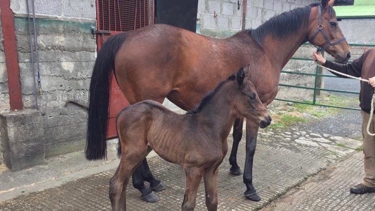 A Hunting Horn filly out of a Beneficial mare from the family of Nick Dundee and Ned Kelly