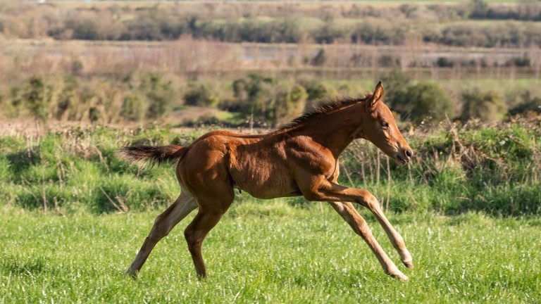 Conor Casey's Kew Gardens colt out of Catherine's Quandry