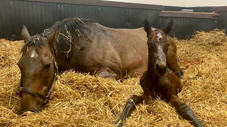 Brilliant broodmare Shastye with her newly born Dubawi colt at Newsells Park Stud