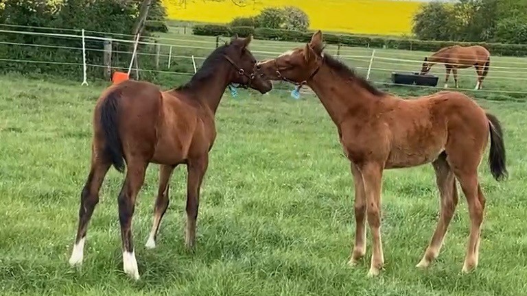 Craig and Laura Buckingham's Churchill colt out of Aleneva (left) and his paddock pal, a Time Test colt out of Puzzler