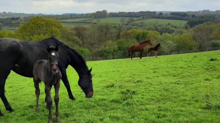 Lee Ball's Jack Hobbs colt out of Shannon Lodge