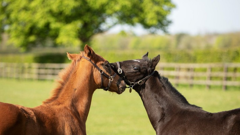 Godolphin's Masar and Iffraaj colts enjoying time out in the field at Rutland Stud