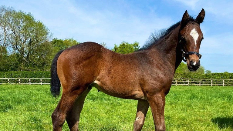 Cheveley Park Stud's Blue Point colt out of dual Group 1 winner Integral