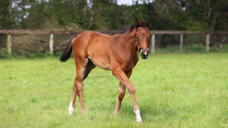 Juddmonte's Siyouni filly out of Natavia, a stakes-winning Nathaniel half-sister to Group 1 winner Spinning Queen