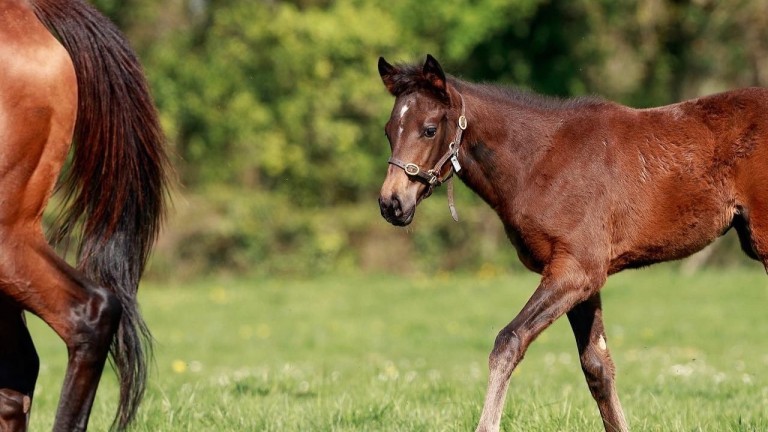 Haras d’Ellon's Romanised half-sister to Group winners Volta and Calvados Blues