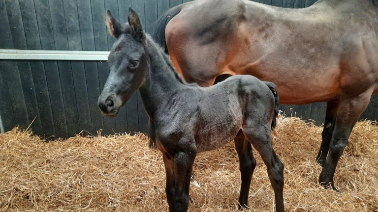 James and Jean Potter's Scalo colt out of Hollies Pearl