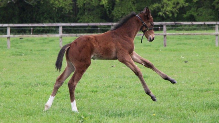 Piercetown Stud's Saxon Warrior colt out of dual winning mare Cocoa Beach