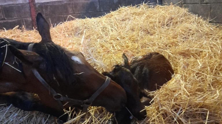 Hicky Parmar's Iffraaj colt out of Lady Parma