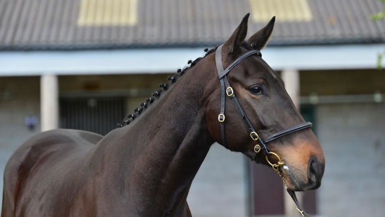 Lot 179: son of Affinisea topped the Tattersalls Ireland May Store Sale