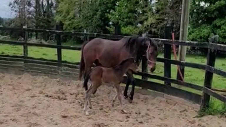 First outing: a three-day old Youmzain colt foal gets a taste of the great outdoors at Hollow Lodge Stud, Galway with his dam, the Notnowcato mare Bali Girl.