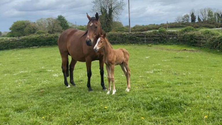 Maggie McKenna has supplied this peaceful shot of Lady Rene and her lovely three-day old colt foal by Crystal Ocean