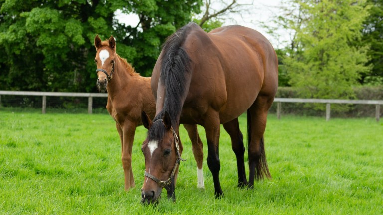 The brilliant Magical with her first foal, a filly by Dubawi, at Coolmore