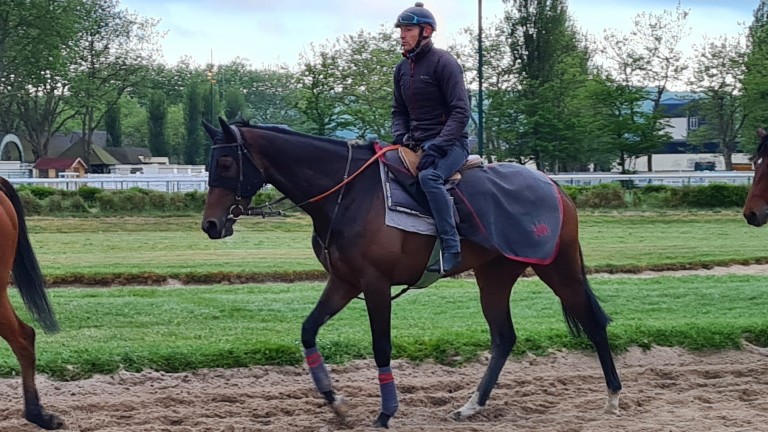 Rosacea heads out as part of Stephane Wattel's first lot in Deauville on Friday morning