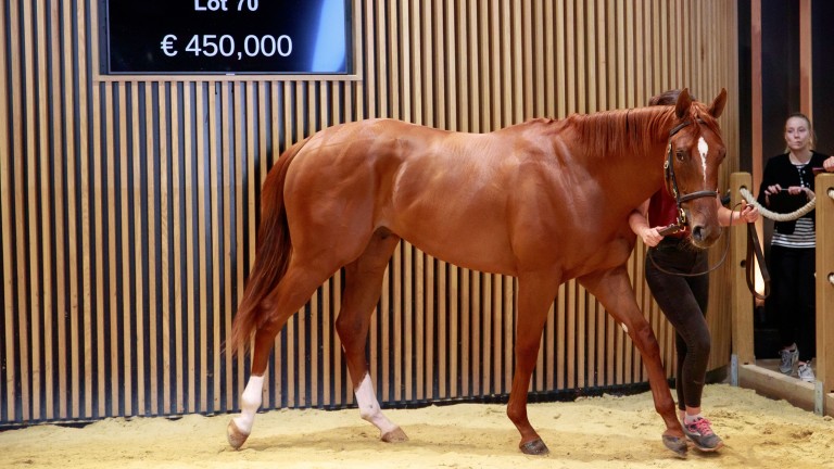 Michael Donohoe about Grove Stud's €450,000 son of More Than Ready: "I love everything about him"